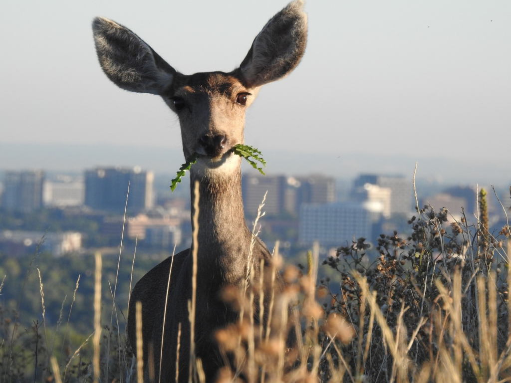 deer feeding.webp deer feeding.webp